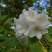 White Rhododendrum